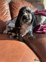 Cocker Spaniel dogs - Advert 15