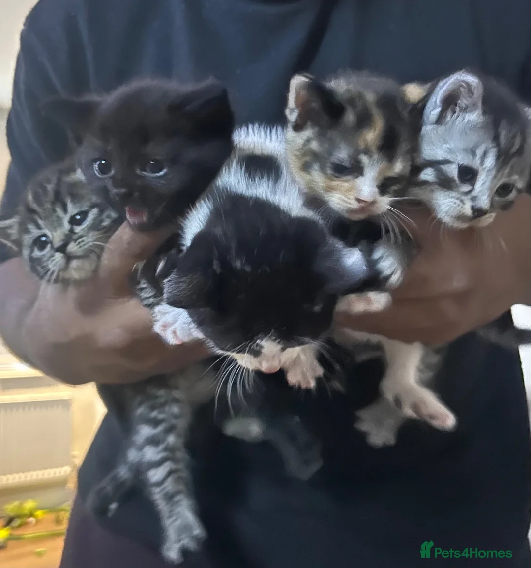 British Shorthair cats for sale: British short hair mix  - Advert 1