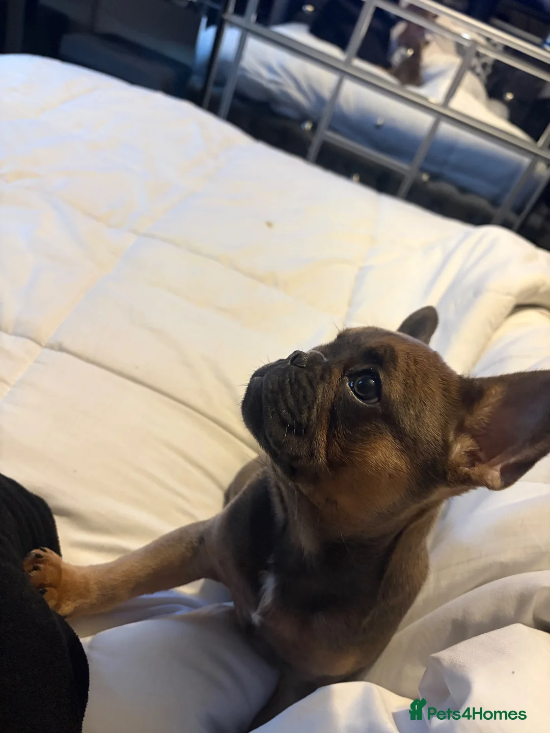 French Bulldog dogs for sale: Bella  in Cirencester - Advert 2