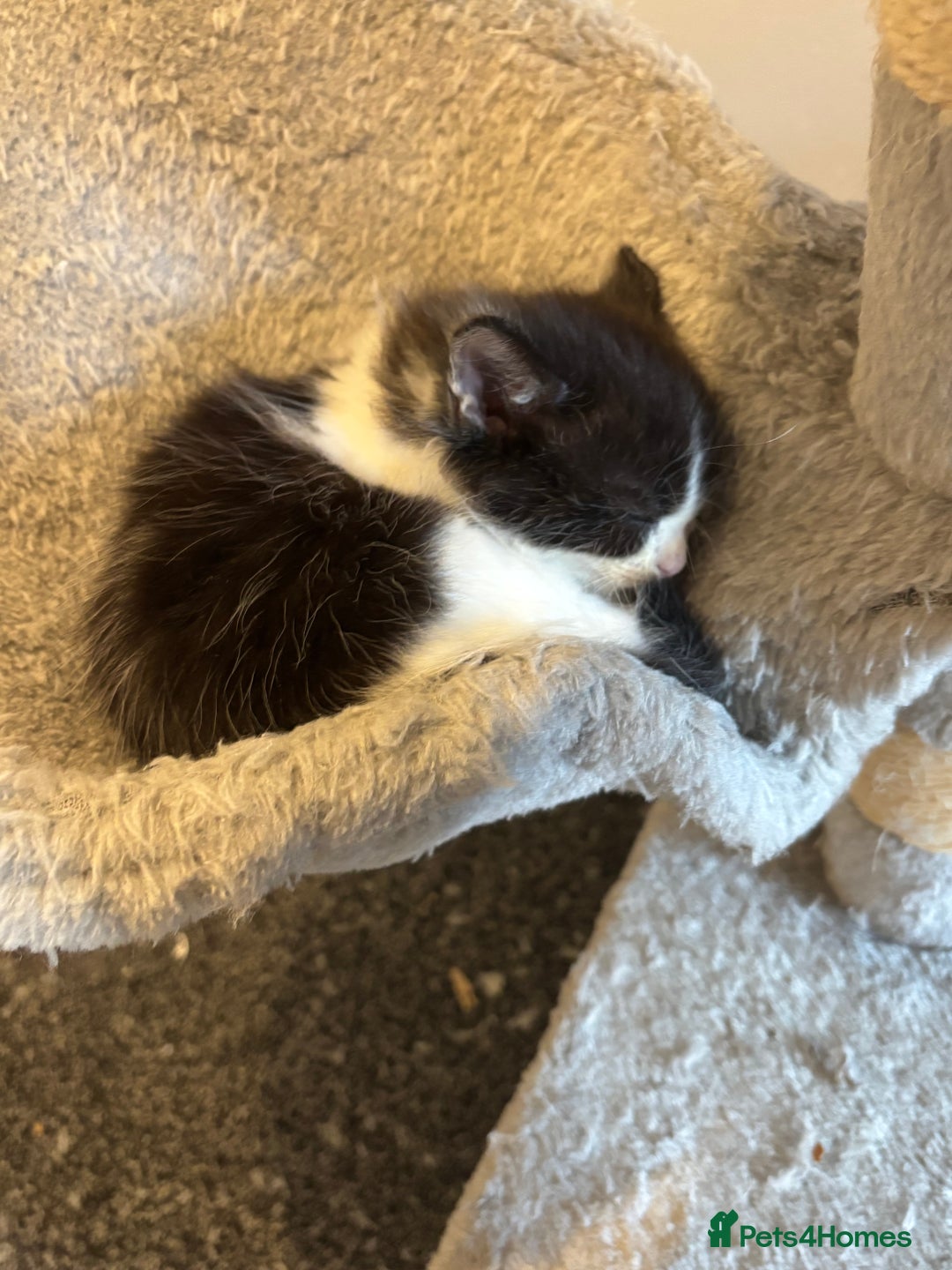 Mixed Breed cats for sale: British short hair kittens  - Image 8