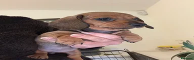 Miniature Dachshund 2