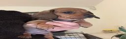 Miniature Dachshund dogs for sale: Gorgeous red mini Dachsund puppies - Advert 13