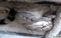 Mixed Breed cats for sale: Tabby girls kitten - Image 4