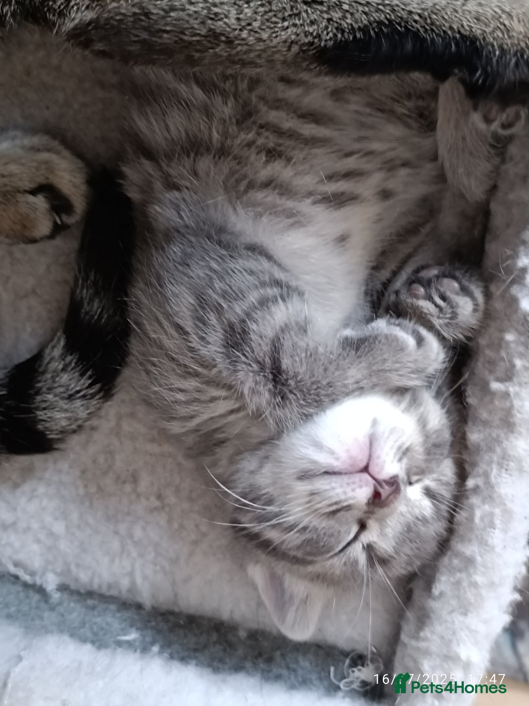 Mixed Breed cats for sale: Tabby girls kitten - Image 4
