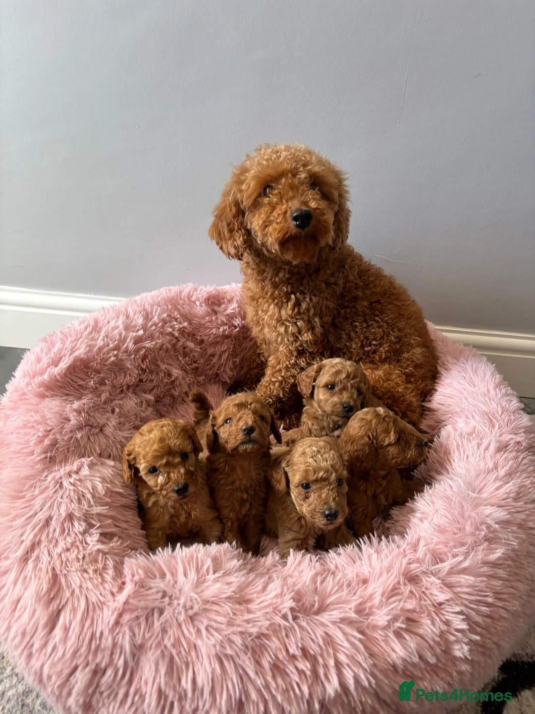 Miniature Poodle dogs for sale: Miniature poodle puppies  - Advert 2