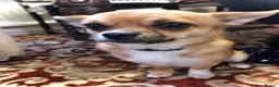 Mixed Breed dogs for sale: Pomapoo x Chihuahua puppies ready to go  - Advert 4