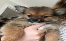 Pomchi dogs for sale: Gorgeous Pomchi girl  - Image 6