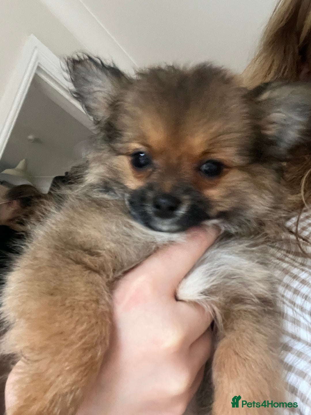 Pomchi dogs for sale: Gorgeous Pomchi girl  - Image 6