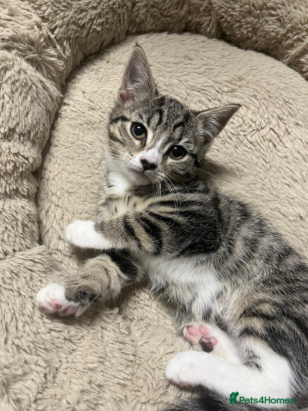 Mixed Breed cats for sale: 🐾 Beautiful Green eyed Grey tabby Kittens  - Advert 7