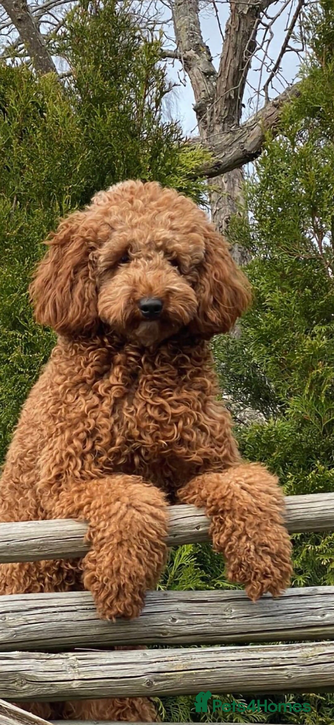 Miniature Poodle dogs Proven kc health tested red poodle - Advert 5