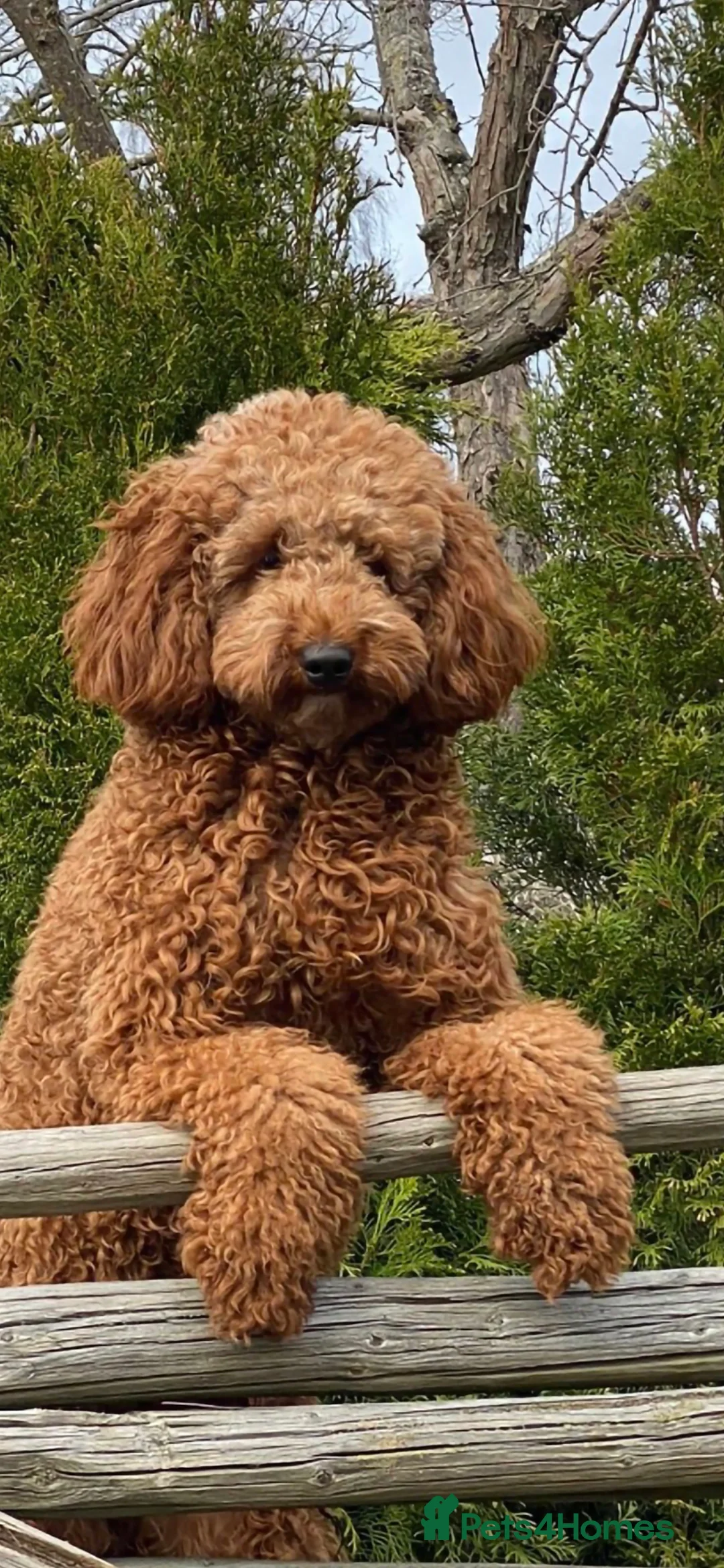 Miniature Poodle dogs for stud: Proven kc health tested red poodle - Advert 2