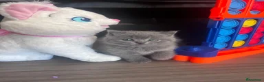 British Shorthair 2 male