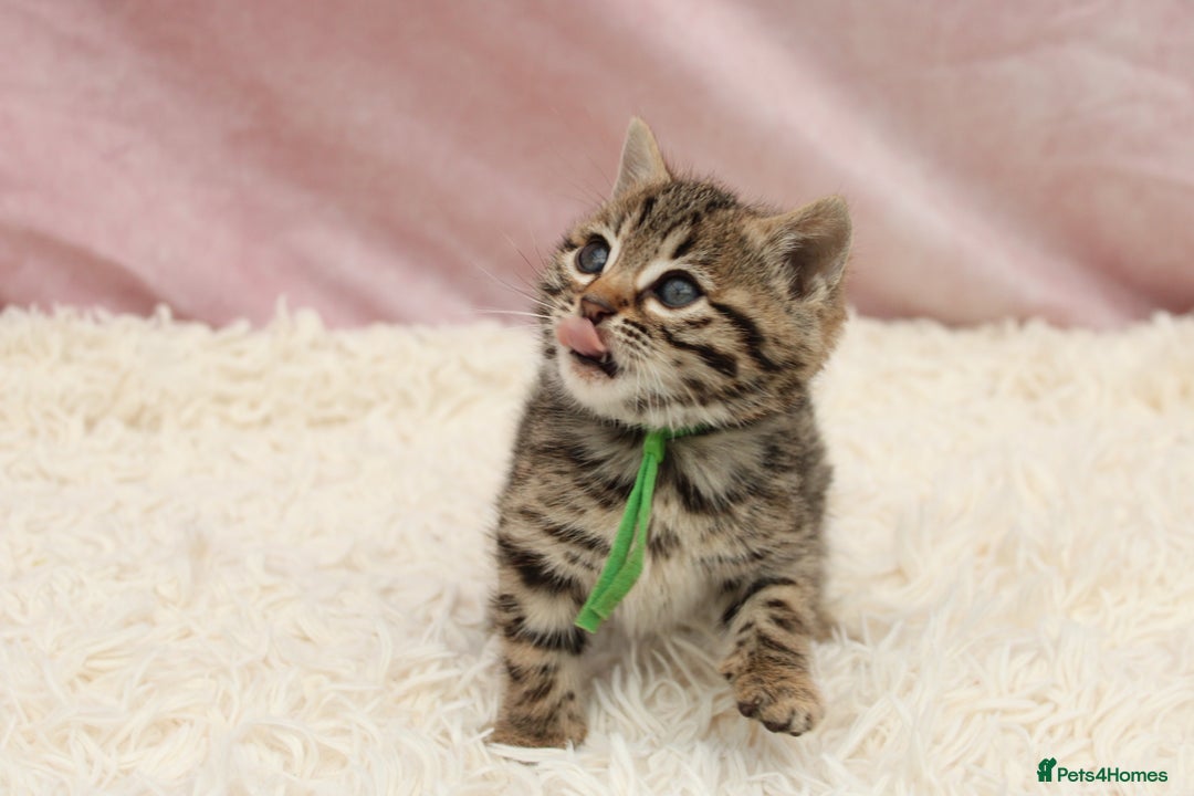 Bengal cats for sale: 🔥Stunning Bengals for reservation only 2 left🔥 - Advert 32