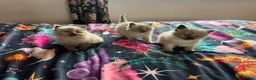 Ragdoll cats for sale: Pure Ragdoll kittens - Advert 3