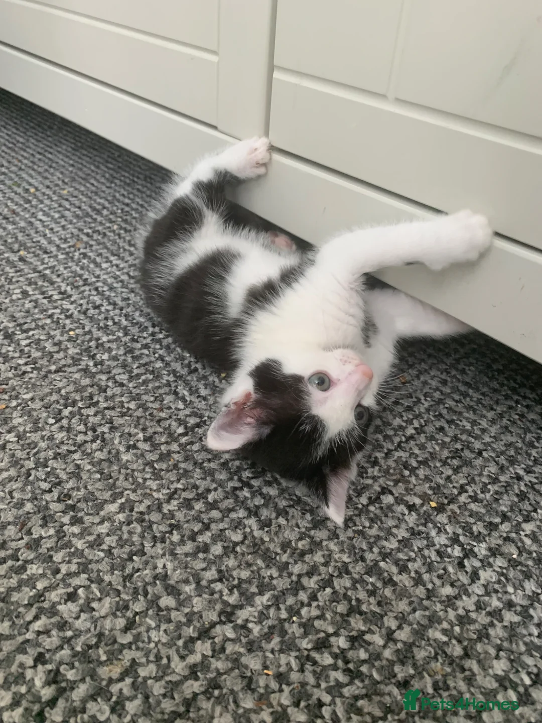 Mixed Breed cats for sale: Beautiful Kittens in Sutton-in-Ashfield - Advert 7