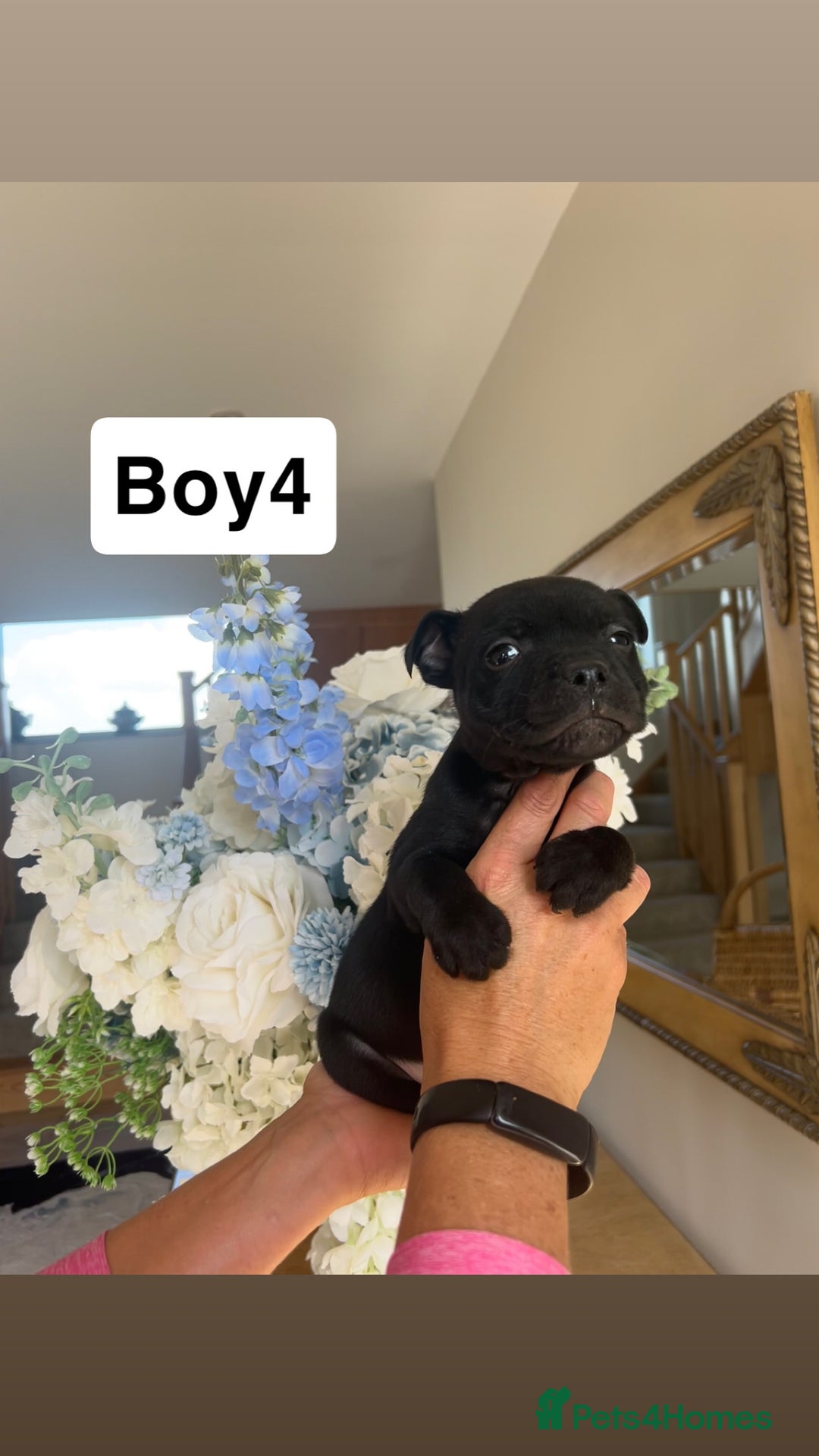Staffordshire Bull Terrier dogs for sale: Beautiful staffordshire bull terrier puppies  - Image 24