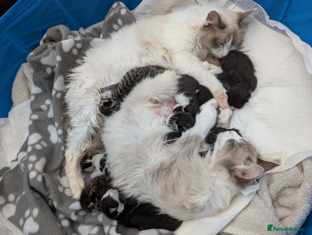 Ragdoll cats for sale: Ragdoll Cross kittens in Ilminster - Image 14