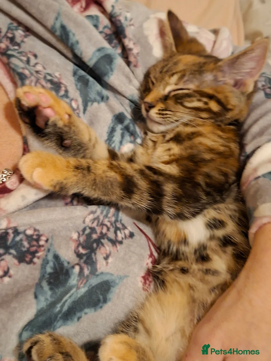 British Shorthair cats for sale: Kittens looking for a forever home - Advert 9