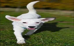 Mixed Breed dogs for adoption: Kira for adoption - Image 8