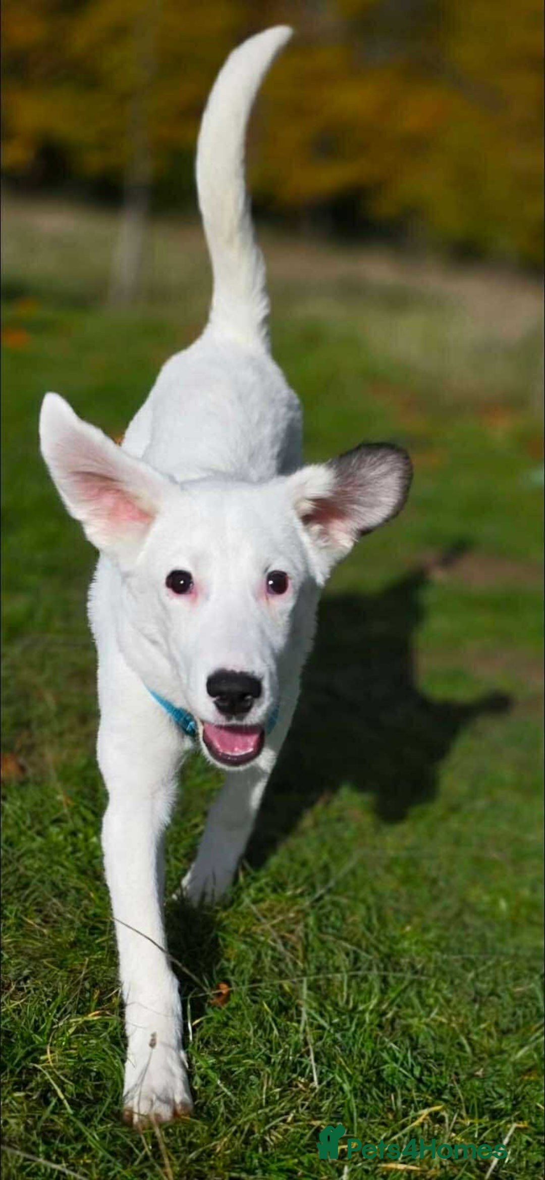 Mixed Breed dogs for adoption: Kira for adoption - Image 8