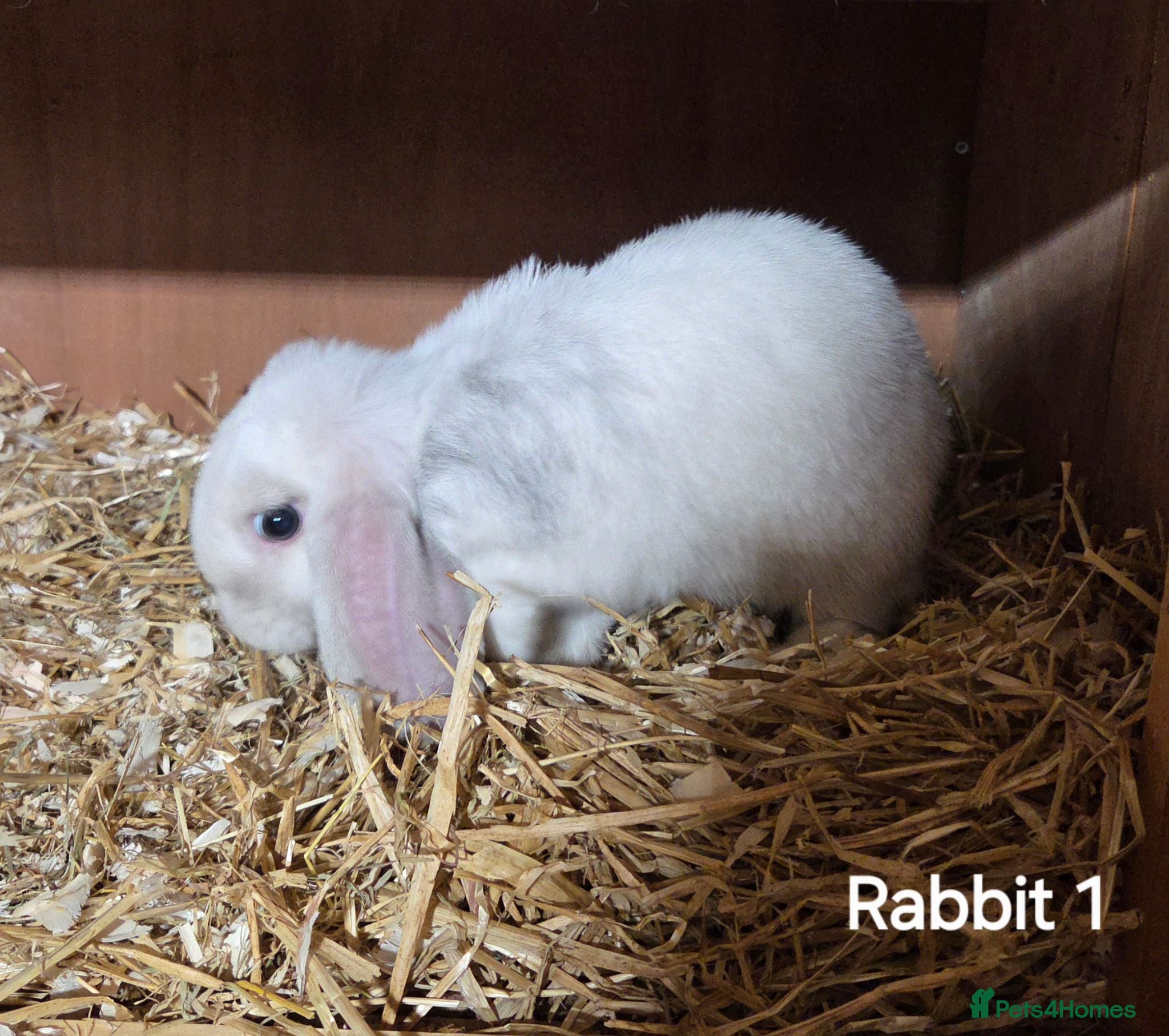 Mini Lop rabbits Mini lops forsale mixed sex - Advert 2