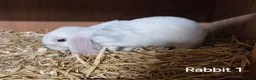 Mini Lop rabbits for sale: Mini lops forsale mixed sex - Advert 2