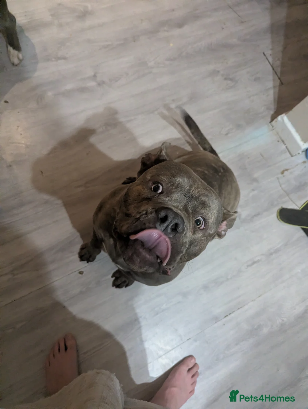 American Bully dogs for stud: Beautiful American pocket bully for stud in Chesterfield - Advert 9