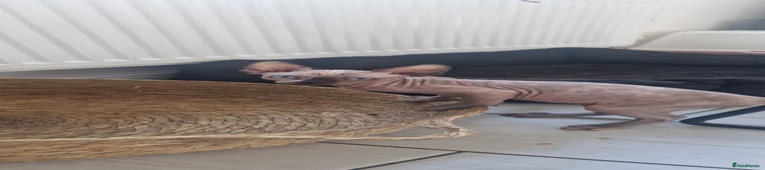 Sphynx Kitten 1