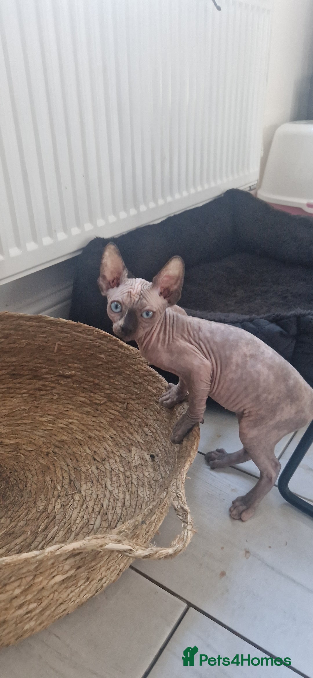 Sphynx cats for sale: Sphynx  - Image 5