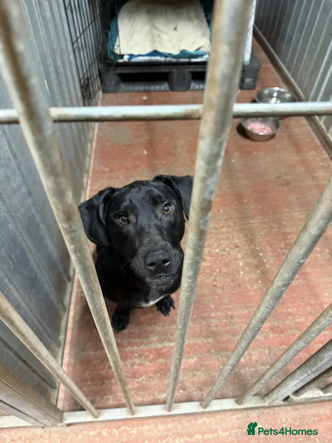 Mixed Breed dogs for adoption: Teddy - Advert 2