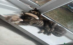 Mixed Breed cats for sale: Mixed breed cats ready now - Image 8