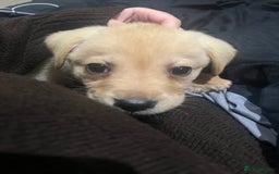 Labrador Retriever dogs for sale: Beautiful, loving Labrador Retriever forever home - Image 10