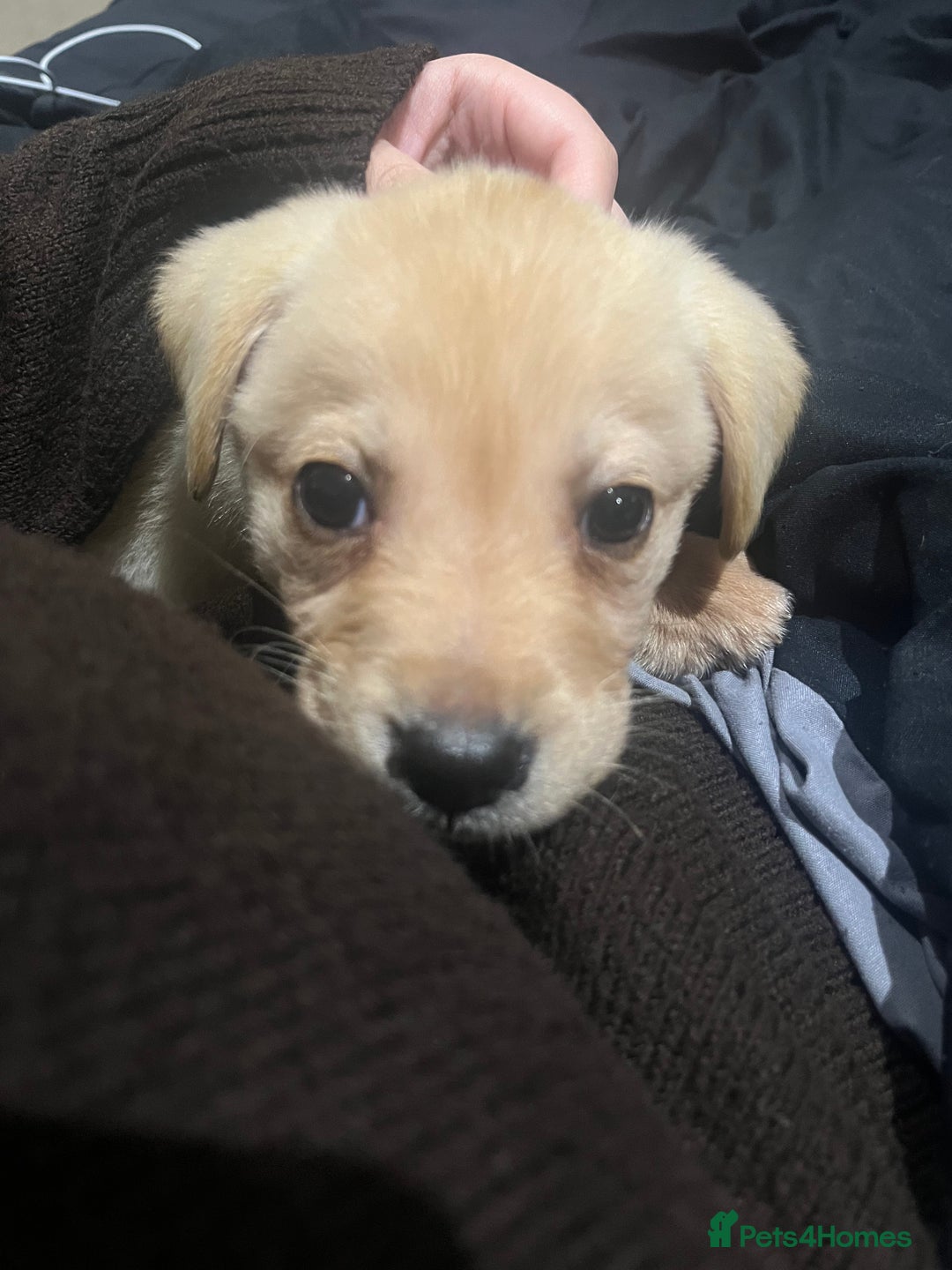 Labrador Retriever dogs for sale: Beautiful, loving Labrador Retriever forever home - Image 10
