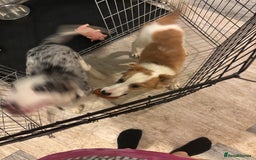 Mixed Breed dogs for sale: Lurcher pup  - Image 2