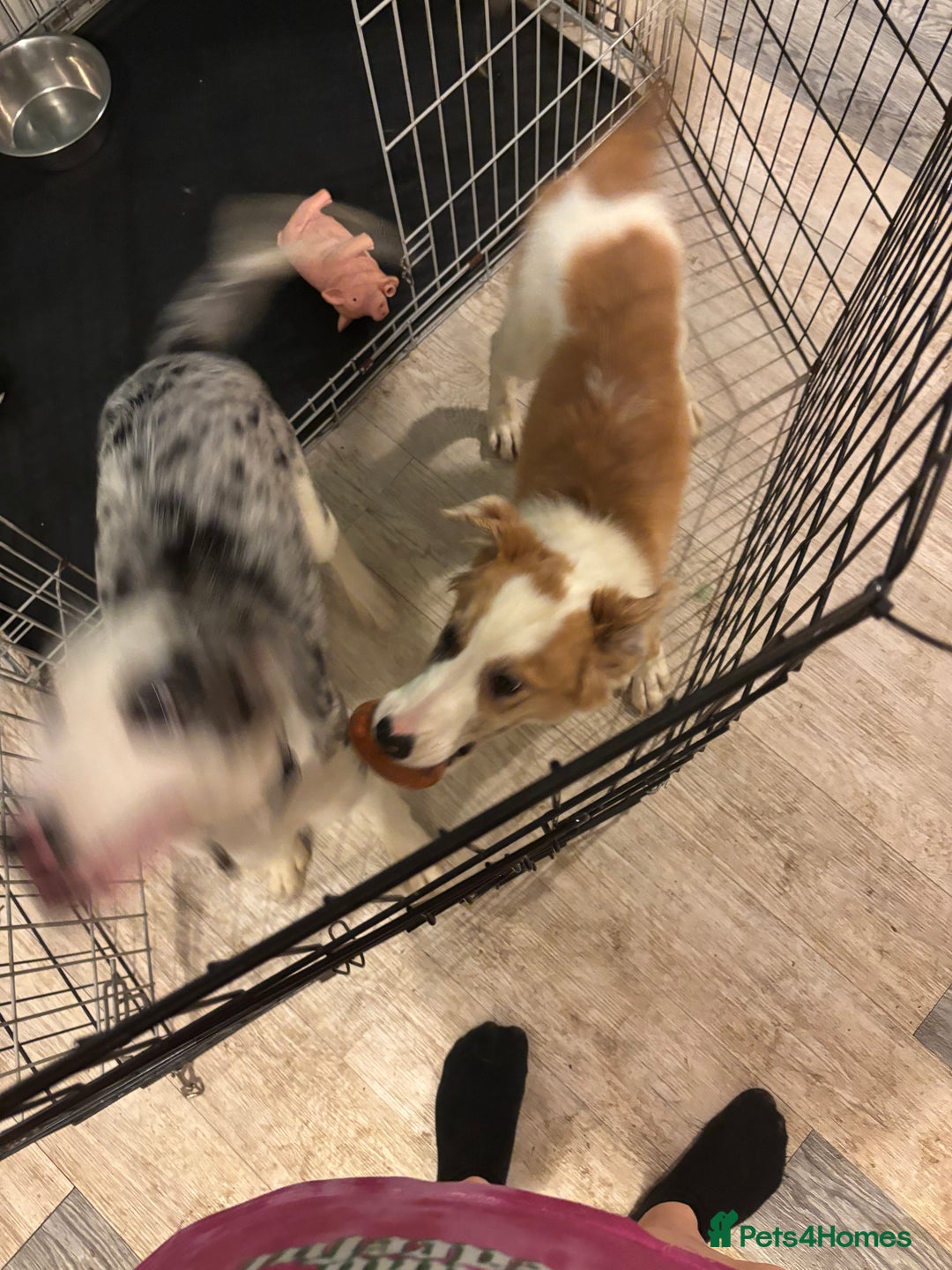 Mixed Breed dogs for sale: Lurcher pup  - Image 2