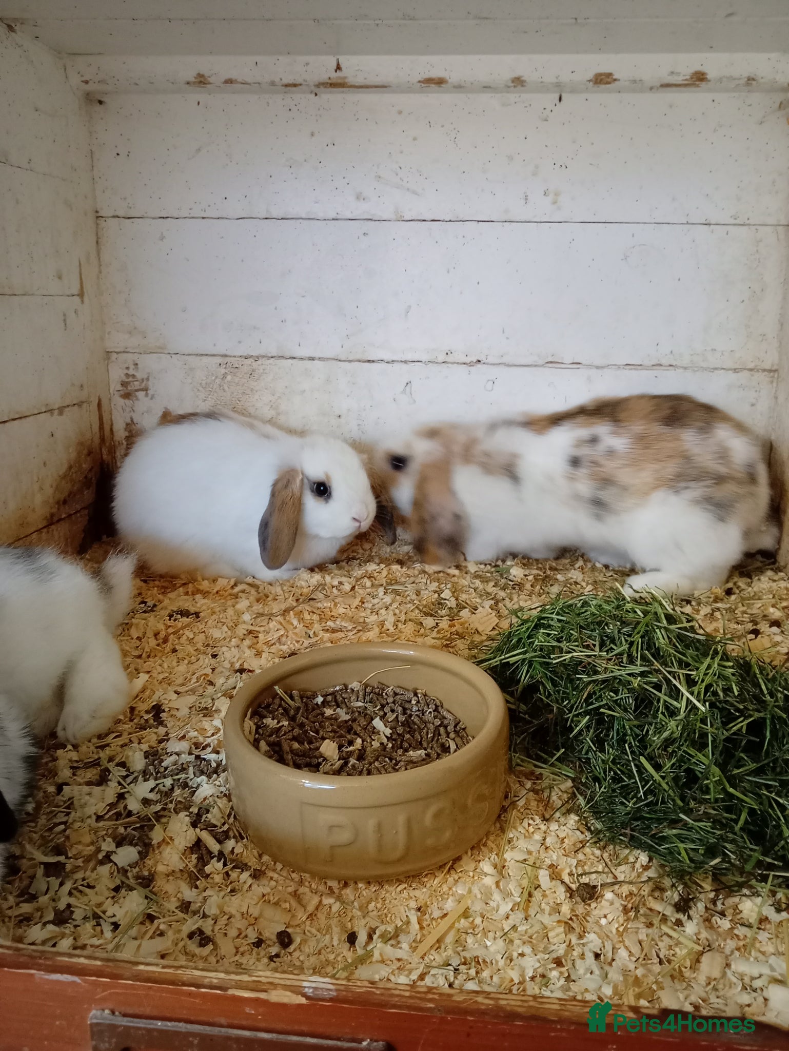 Mini Lop rabbits Mini lops  - Advert 1
