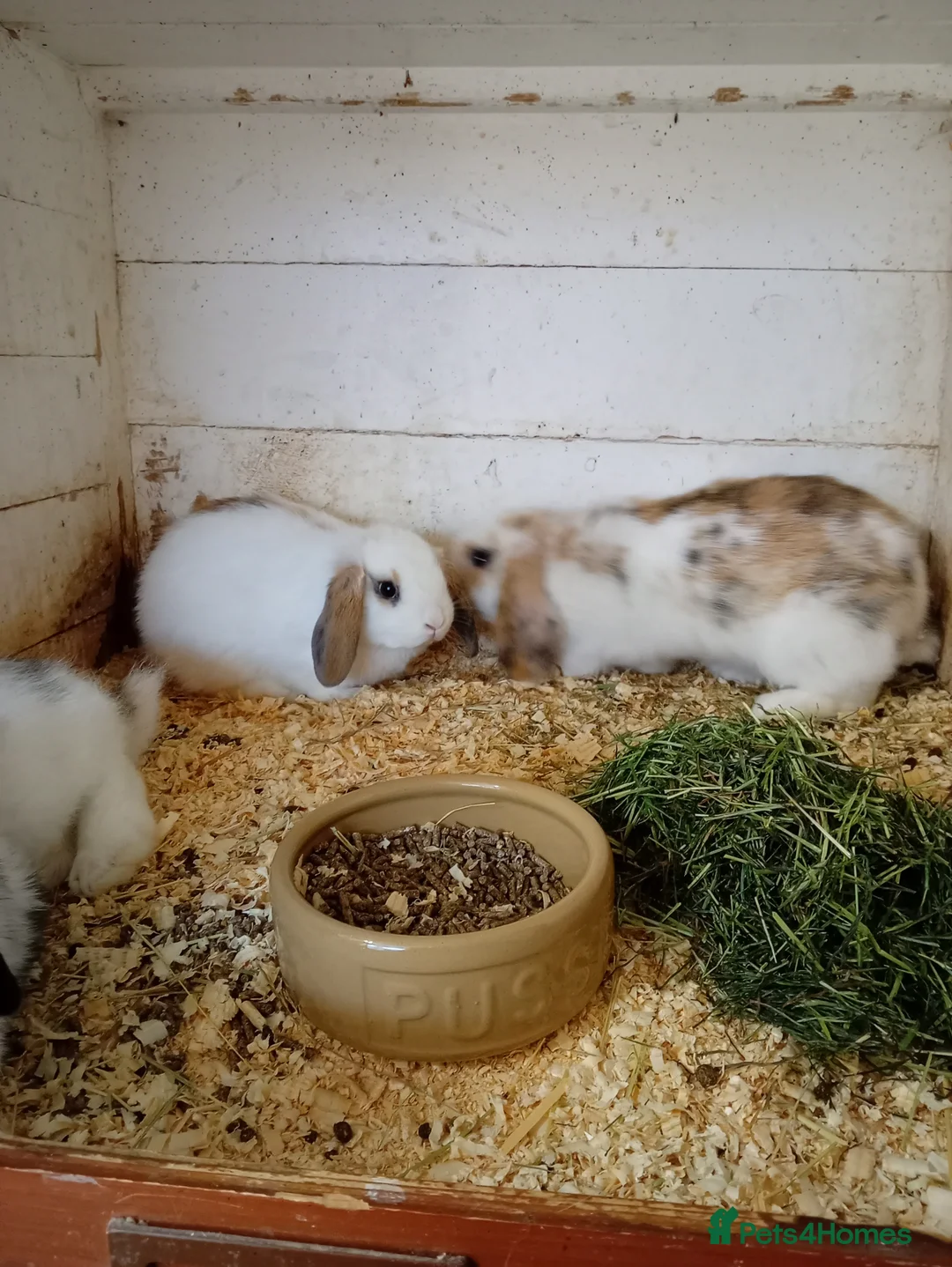 Mini Lop rabbits for sale: Mini lops  - Advert 1