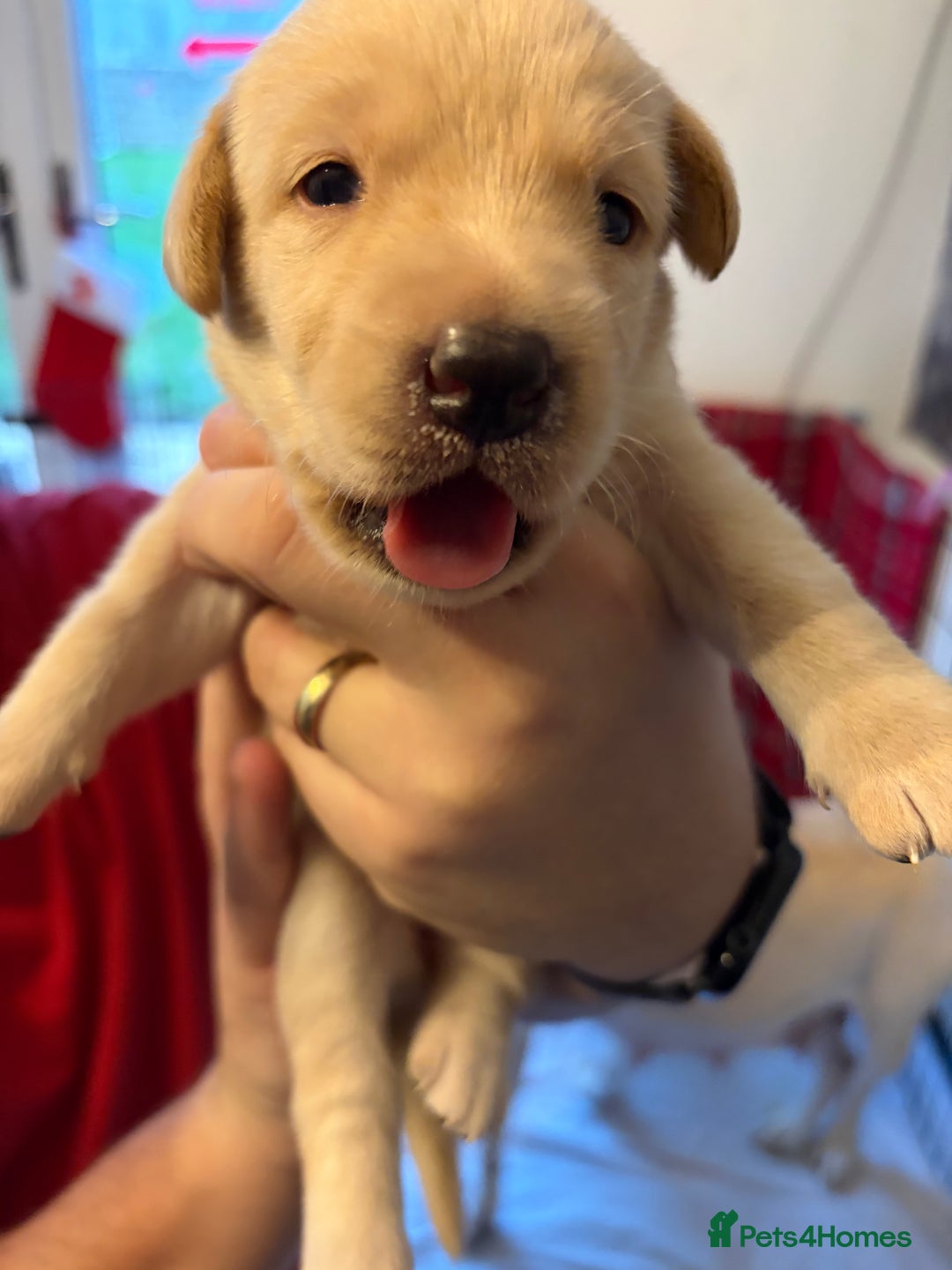 Labrador Retriever dogs for sale: KC Chunky Labrador Puppies - Advert 5