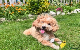 Maltipoo dogs for sale: Beautiful F1B Toy Size Maltipoo Puppies - Image 24