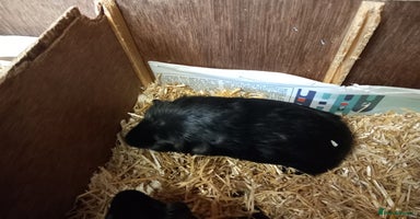 Guinea Pig rodents - Advert 9