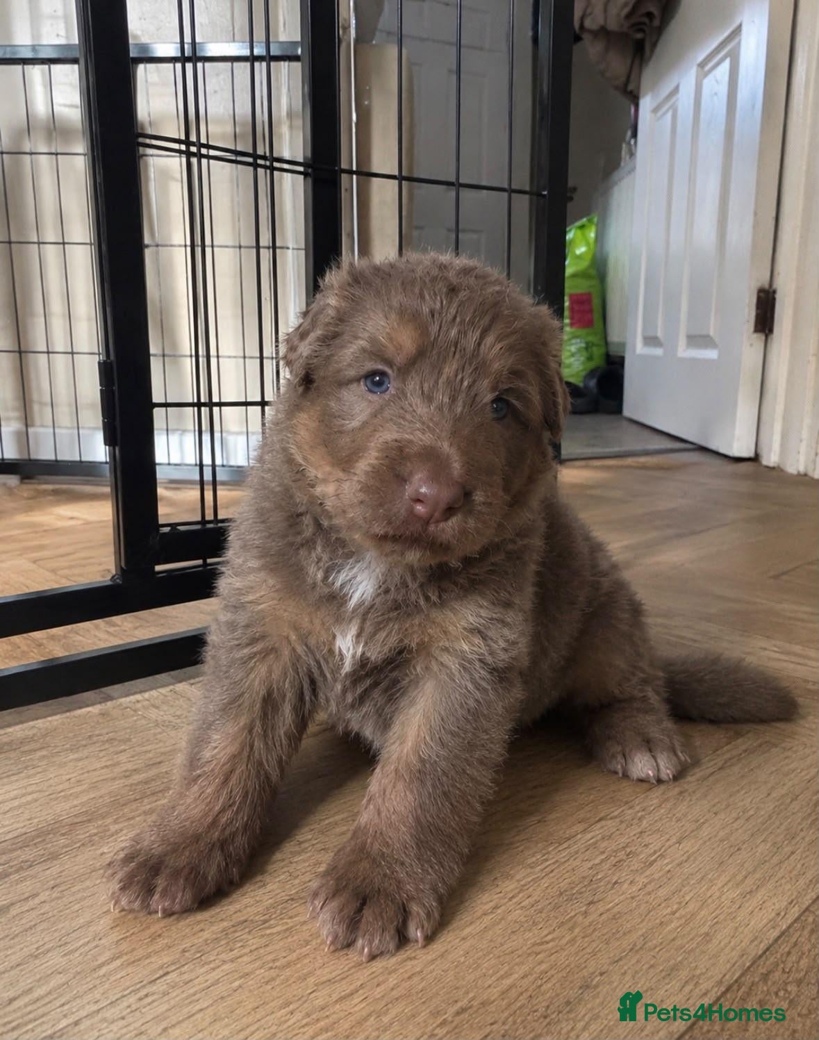 German Shepherd dogs Isabella/Grey Male German Shepherd  - Advert 5