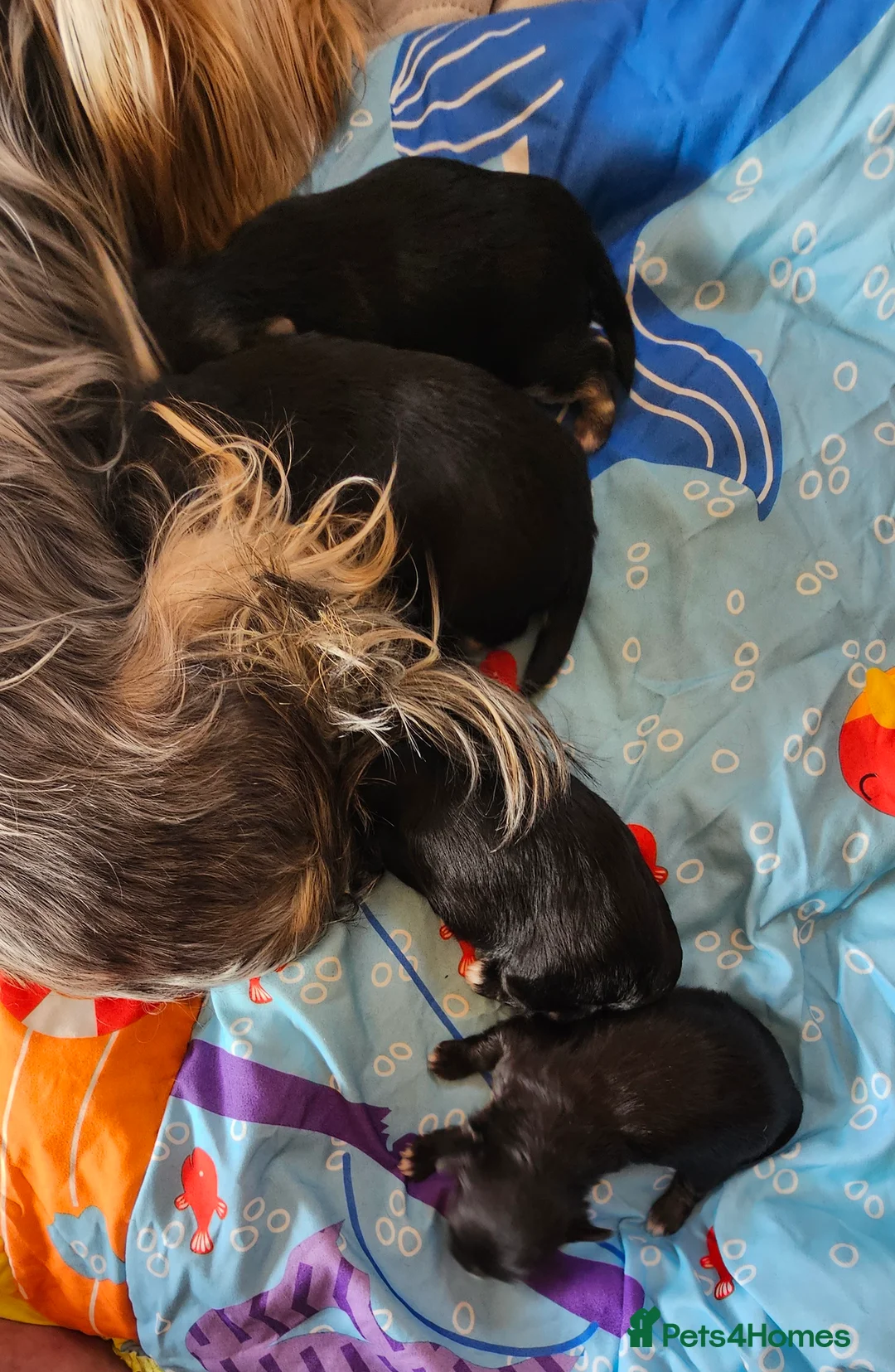 Morkie dogs for sale: Morkie puppies (2 girls and 1 boy) - Advert 8