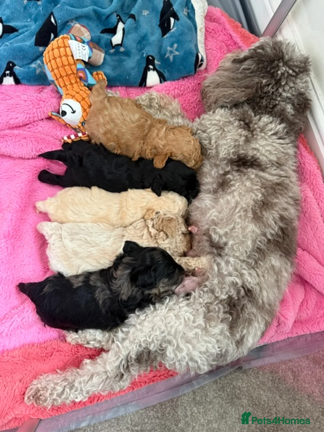 Maltipoo dogs for sale: Adorable F1B Merle/Maltipoo Puppies x 5 - Advert 2