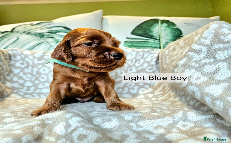 Irish Setter dogs - Advert 1