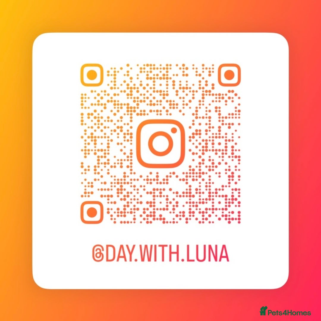 Jack Russell dogs for sale: Miniature Jack Russell Much Wenlock Puppies - Advert 5