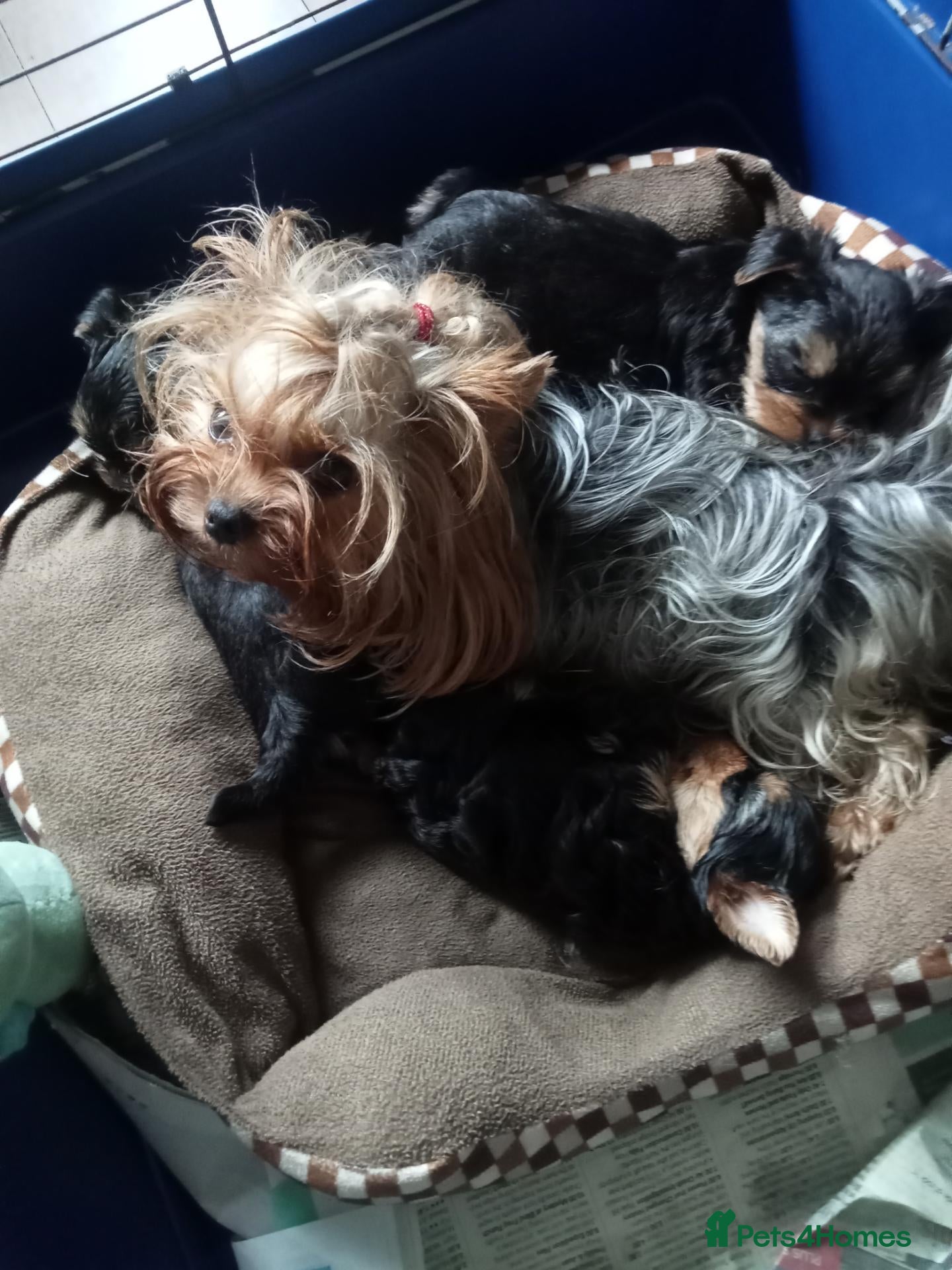 Yorkshire Terrier dogs Male Yorkshire Terrier pups  - Advert 11