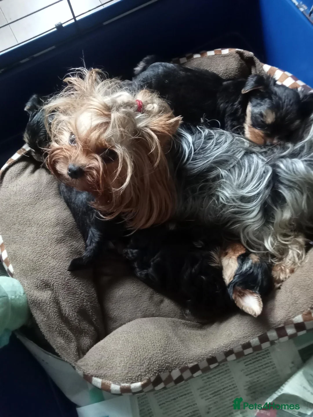 Yorkshire Terrier dogs for sale: Male Yorkshire Terrier pups  - Advert 1