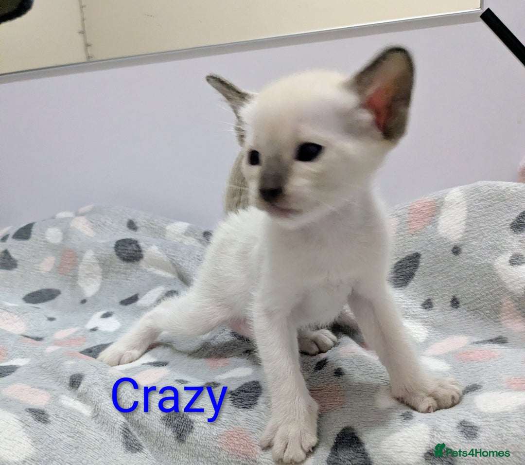 Siamese cats for sale: 6 little monkeys 🩷🩵 - Advert 19