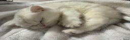 British Shorthair cats for sale: Gorgeous Golden Silver British Shorthair Kitten - Advert 4