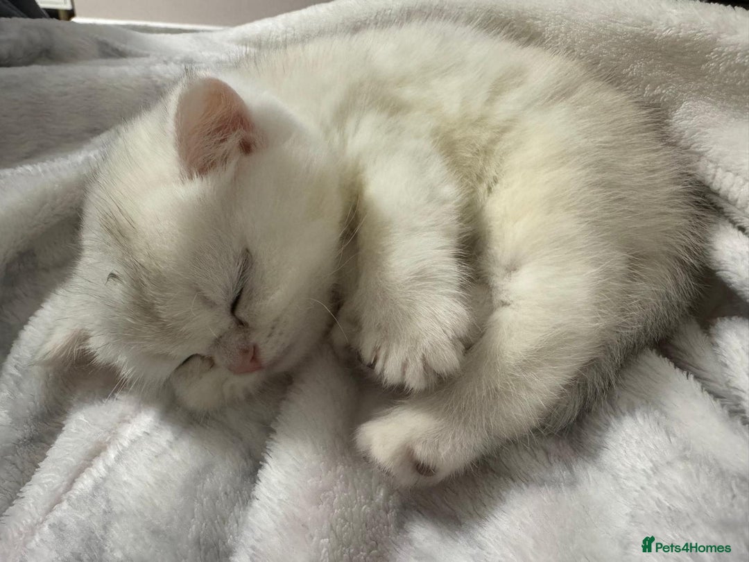 British Shorthair cats for sale: Gorgeous Golden Silver British Shorthair Kitten - Advert 4